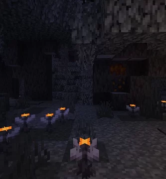 Las flores de ojo solo se encuentran en el jardín pálido y están cerradas durante el día.